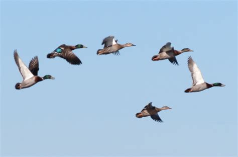 bird hunter queens